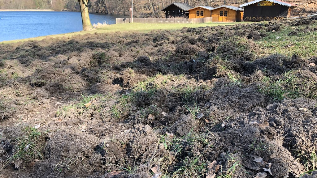 Die große Liegewiese im Waldbad Osterteich in Gernrode ist verwüstet.