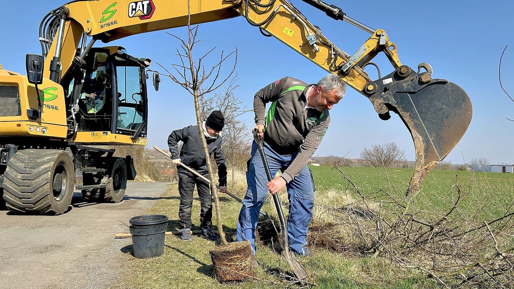 Dank des Baggers geht das Einpflanzen schnell. Jonas Jorde und Ronny Sasse packen mit an. Maik Eibel bedient den Bagger.