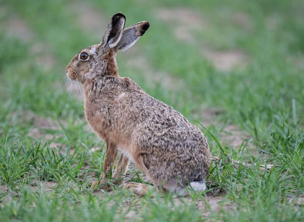 Die Hasenpest endet für Hasen und Kaninchen oft tödlich - aber auch Menschen können erkranken. (Archivbild)
