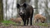 Besondere Vorsicht ist bei Wildschweinmüttern geboten. Das gilt auch in Schierke. Denn dort fühlen sich die Tiere sichtlich sauwohl.