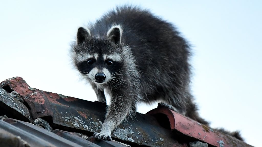 Wenn es sein muss, klettern Waschbären auf der Suche nach einem Nest oder nach Futter auf ein Dach.