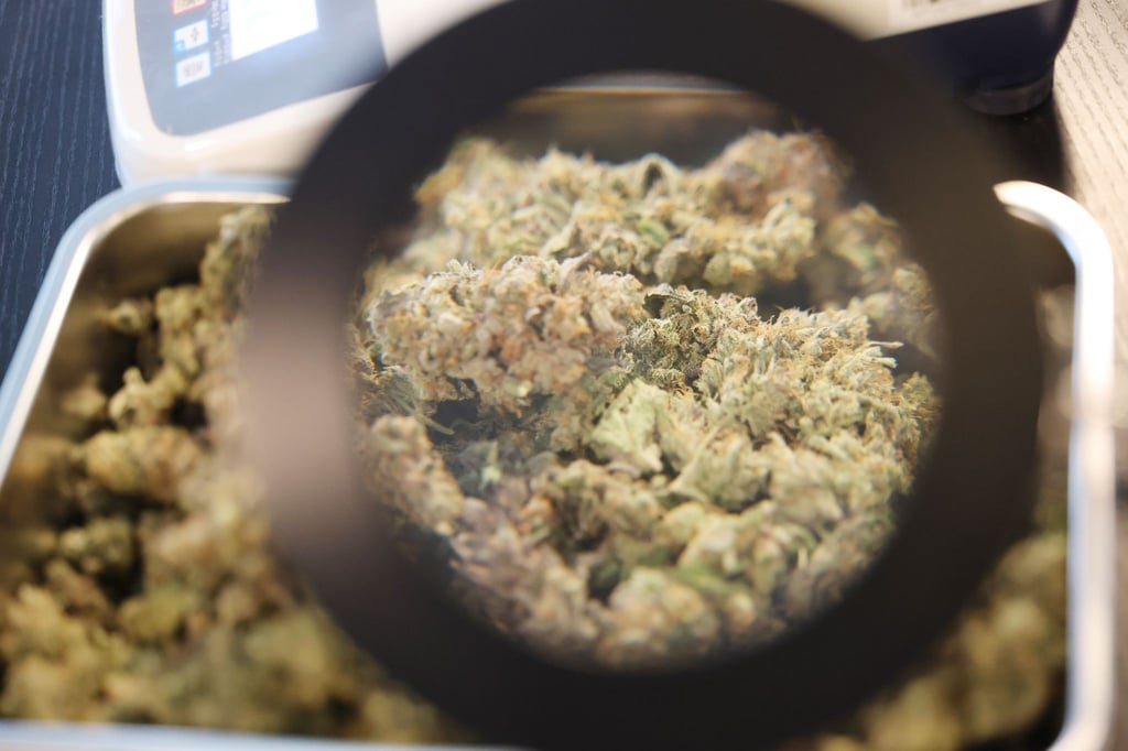 Der Cannabis Social Club Erfurt gehörte zu den ersten Anbauvereinen in Thüringen, die eine Lizenz erhalten haben - einige andere warten noch darauf. (Archivbild)