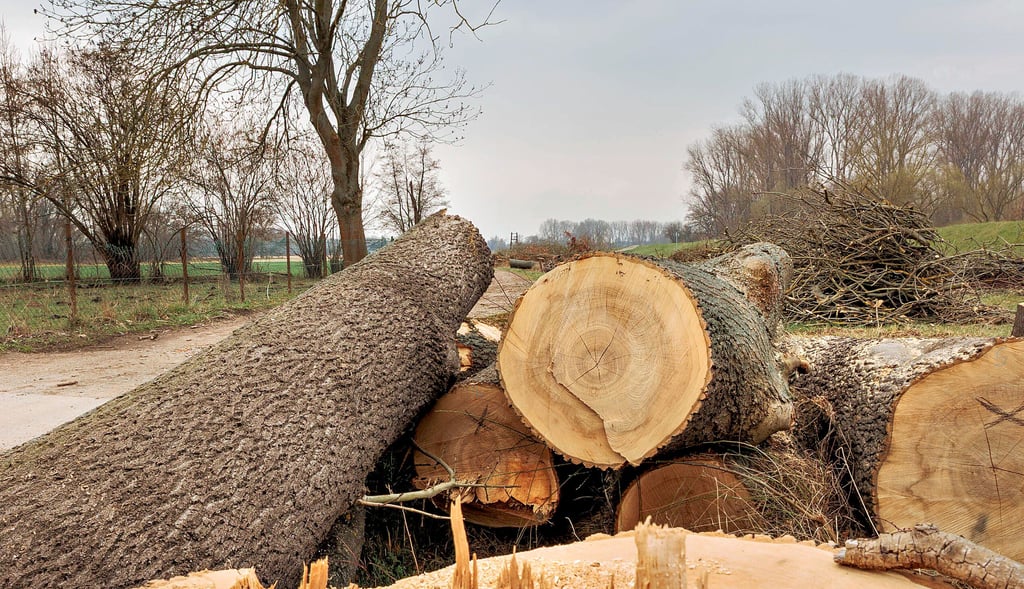 Entlang des Deiches an der Weißen Elster wurden im Februar zahlreiche  Bäume bei Ostrau gefällt,  um Baufreiheit zu schaffen. 