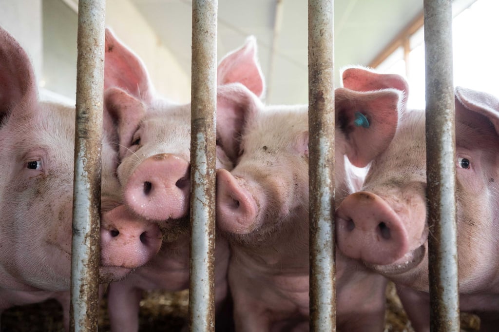 Nach Auftreten der Maul- und Klauenseuche verhängten verschiedene Länder außerhalb der EU Einfuhrbeschränkungen für Tiere und Tiererzeugnisse aus Deutschland. (Symbolbild)