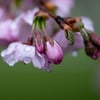 Ende März bleibt das Wetter in Sachsen-Anhalt eher wechselhaft.