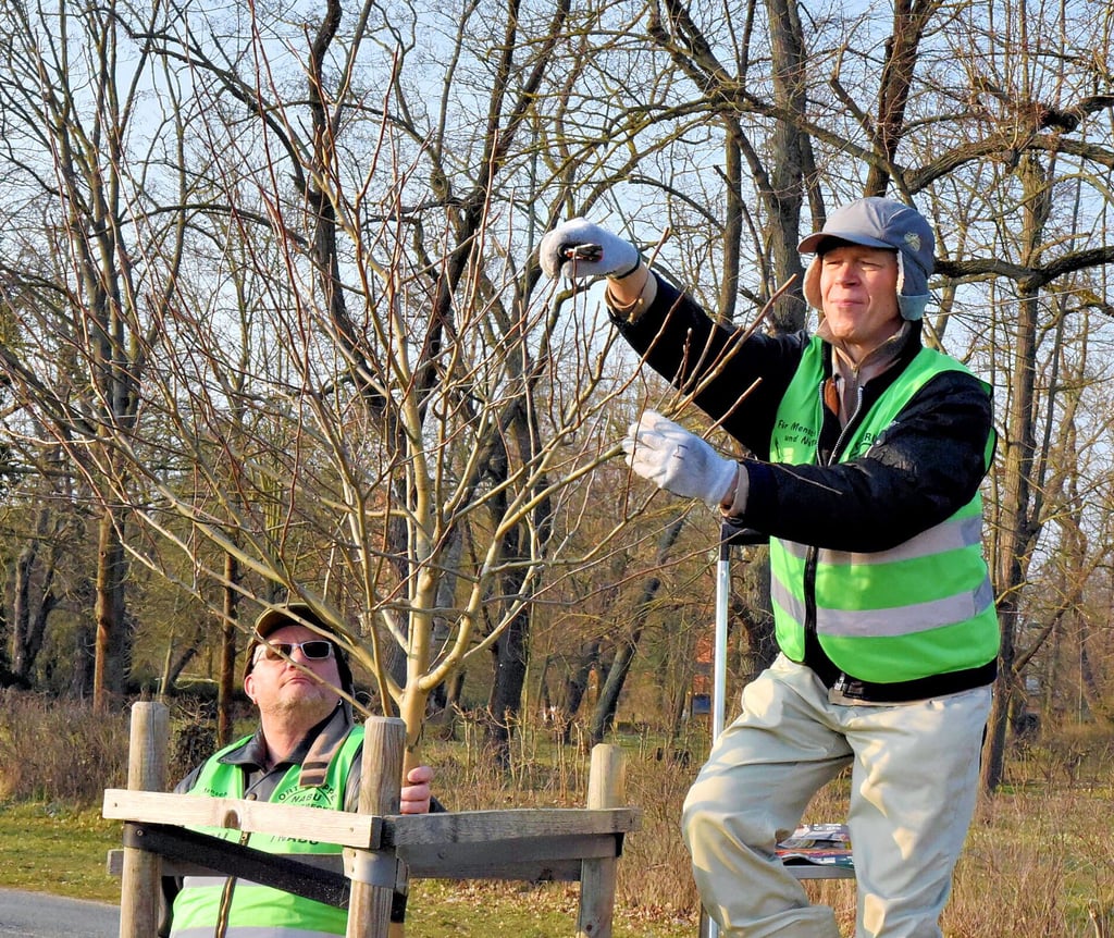 Heiko Rasch vom Naturschutzbund (Nabu) schneidet zusammen mit René Eckstein (l.) die jungen Obstbäume an der Chaussee in Höhe des Gnadauer Friedhofs.