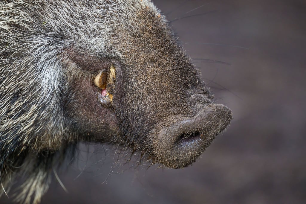 Ein Schweinepest-Fall ist im Landkreis Märkisch-Oderland nachgewiesen worden. (Symbolbild)