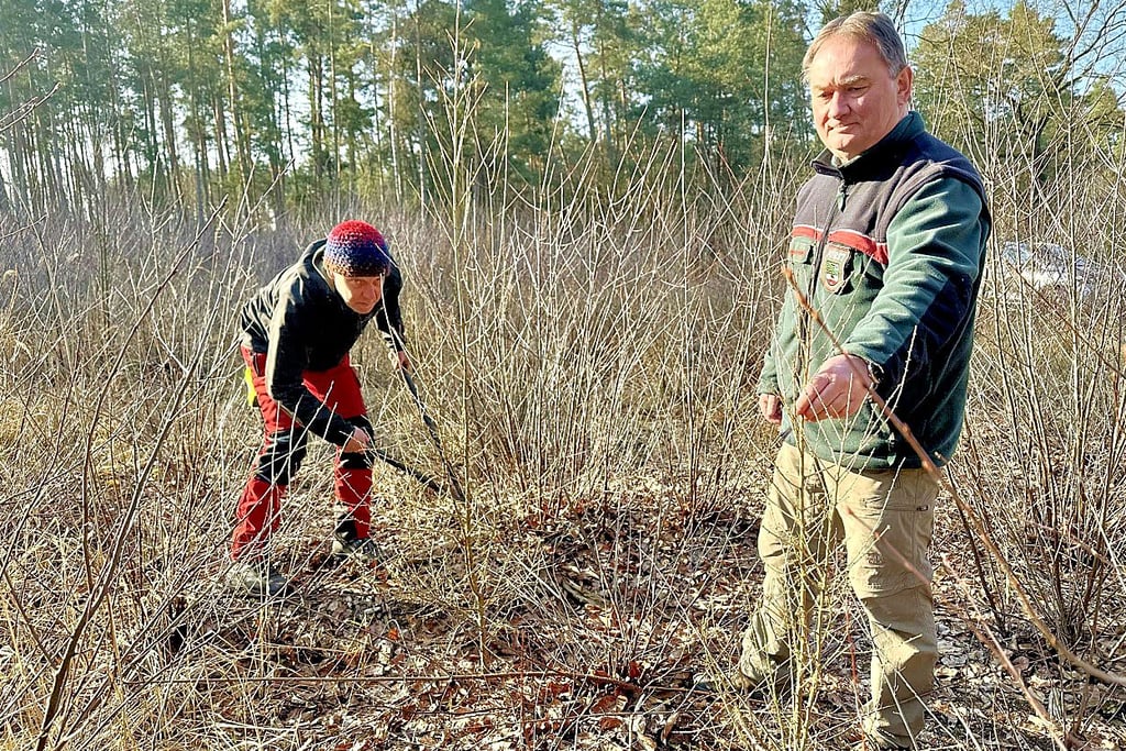 Revierleiter Andreas Vogel in einem Lärchenbestand, der gepflegt werden muss. Harald Gräb beschneidet deshalb die Traubenkirschen. 