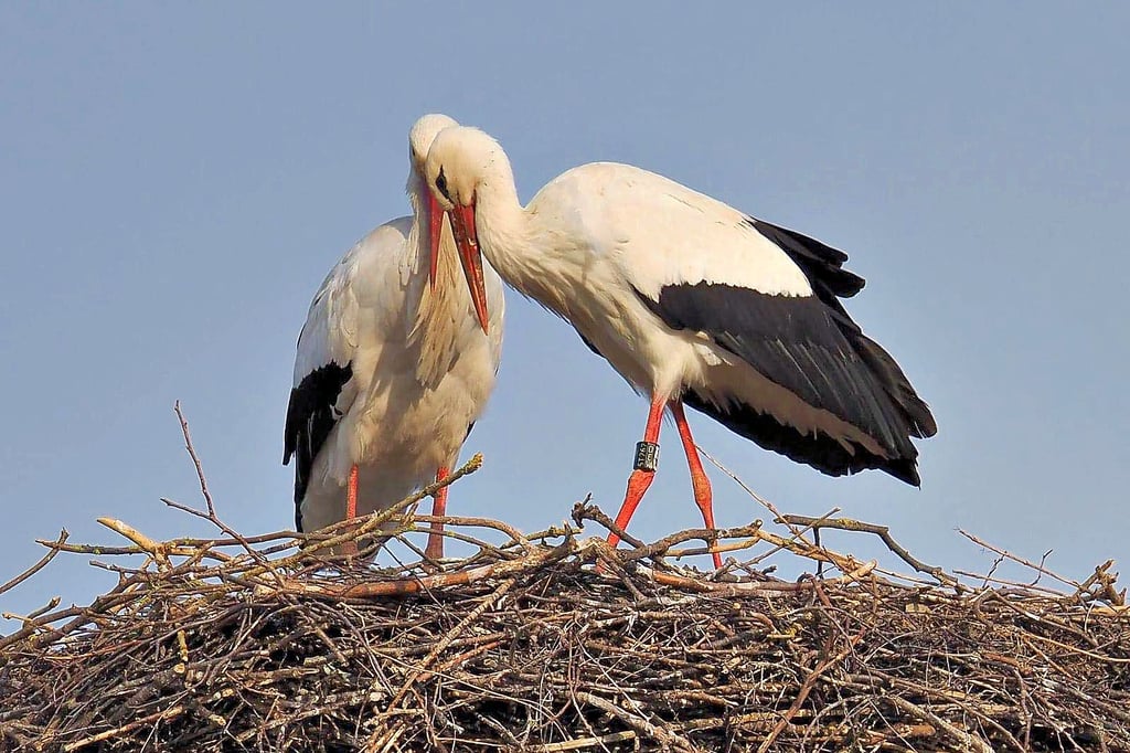 Geschafft! Nach hartem Kampf hat sich die alte Störchin Mann und Nest zurückgeholt.