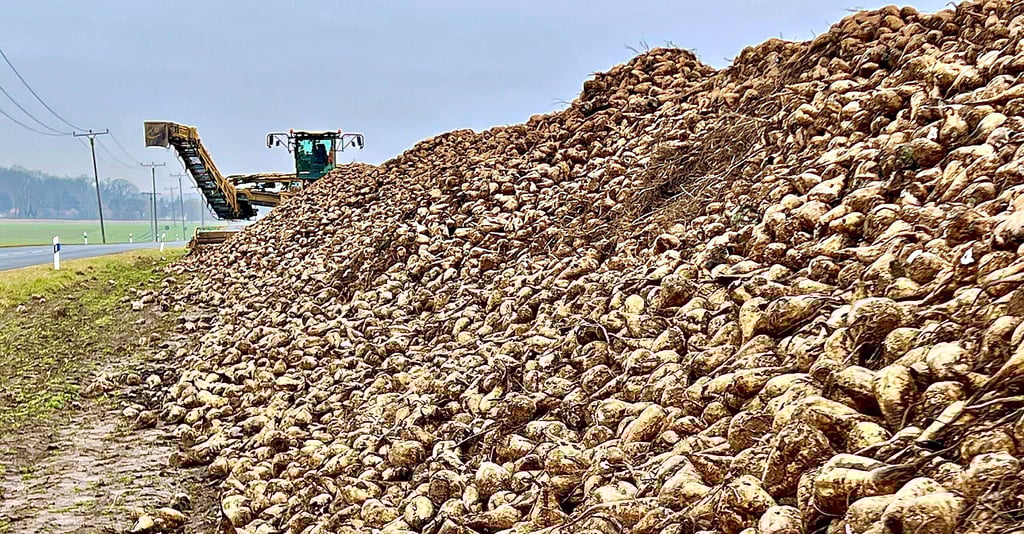 Mehr als 2,5 Millionen Tonnen Rüben hat die Zuckerfabrik Könnern in der Kampagne 2024/25 verarbeitet.