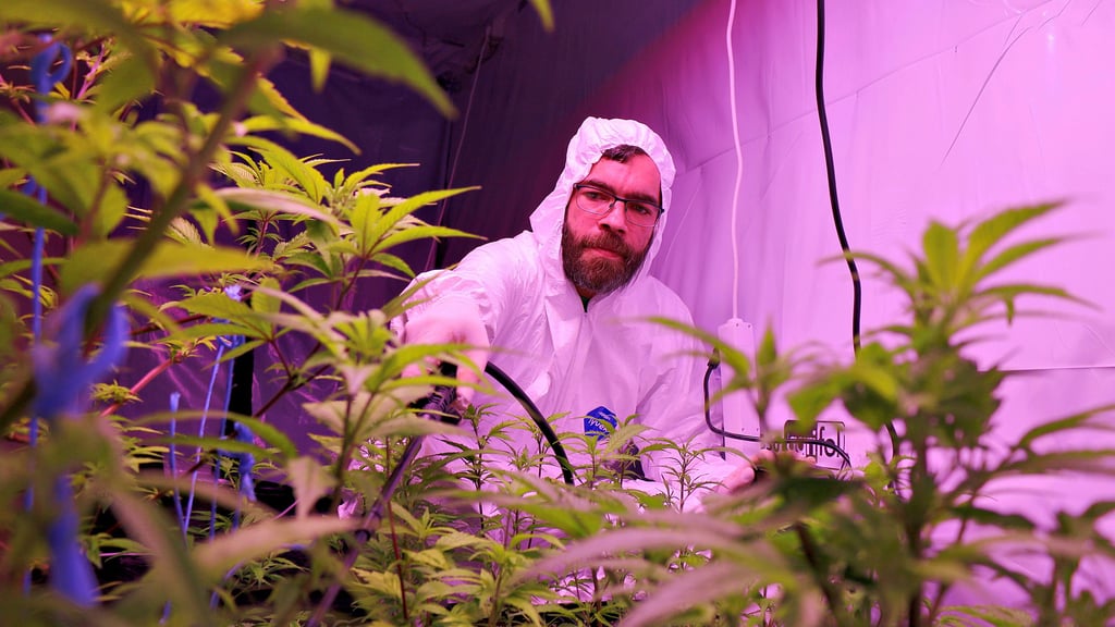 Michel Rettig  steuert als „Grow Master“ den Cannabis-Anbauprozess.