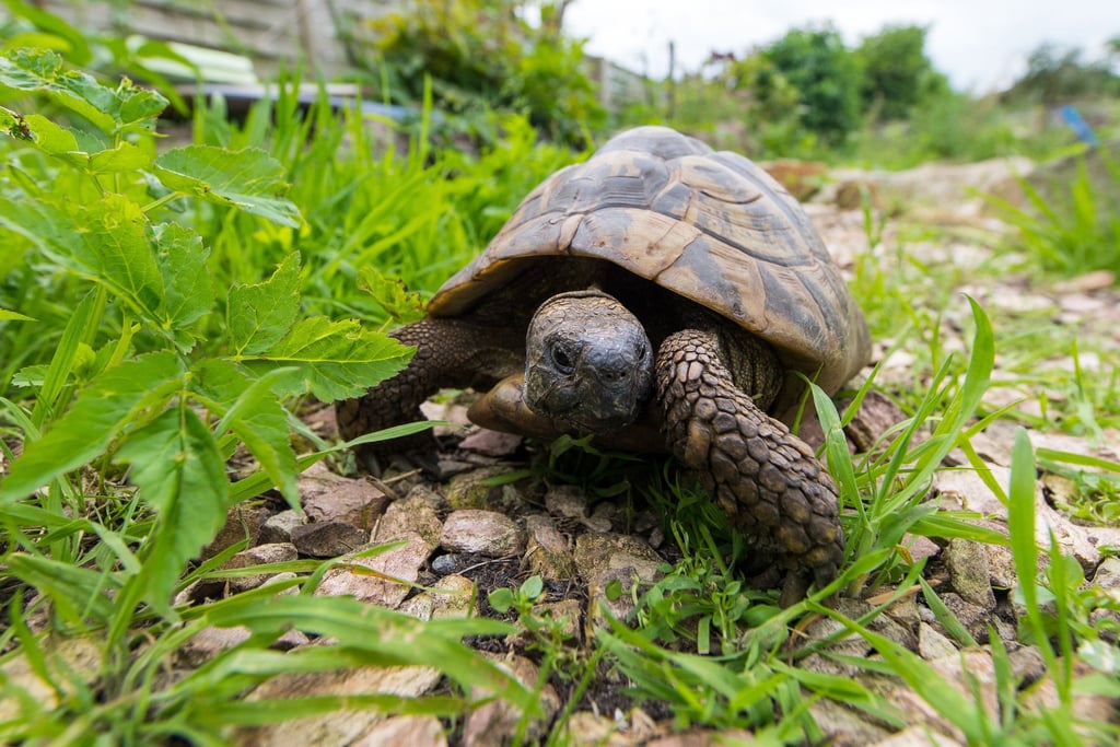 Nicht kuschelig, aber faszinierend: Eine Schildkröte zu halten ist aufwendig und anspruchsvoll.