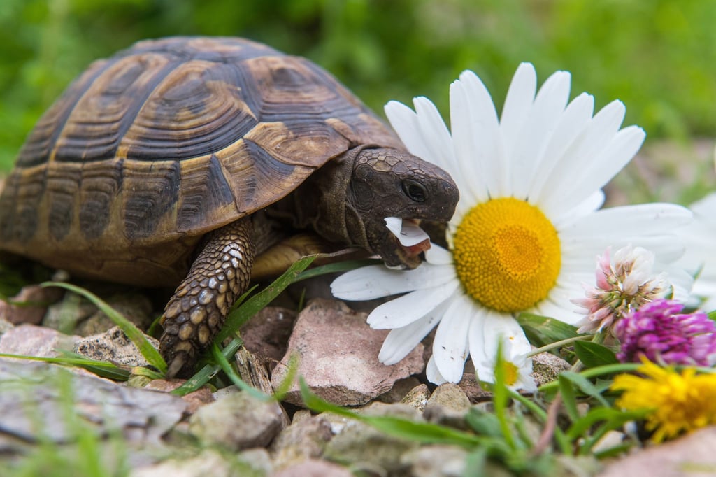 Wildblumen eignen sich hervorragend als Futter für Schildkröten.