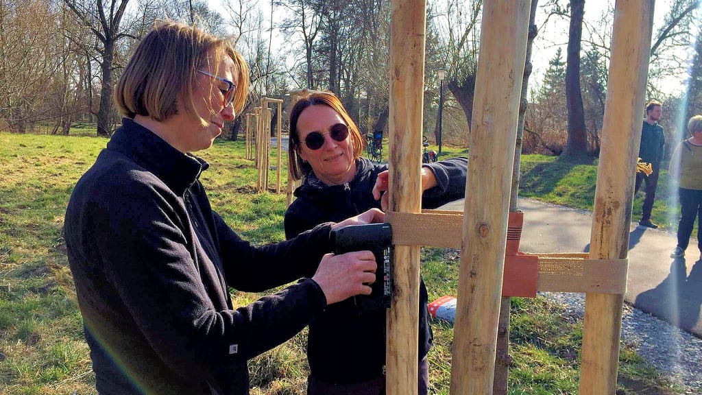 Baum an Baum: Yvonne Kienast (li.) vom Hoymat-Verein befestigt die Bänder, die die noch jungen Ulmen halten sollen.
