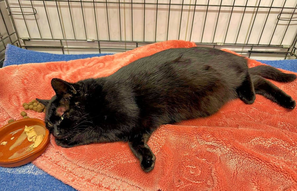 Die trächtige Katze wird in der Praxis für Kleintiere von Dr. med. vet. Angelika Todte in Köthen versorgt.