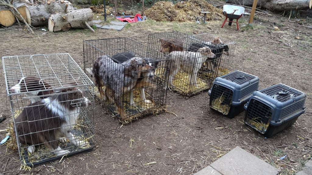 Das Veterinäramt des Landkreises Harz hat in Wernigerode 17 Hunde beschlagnahmt.