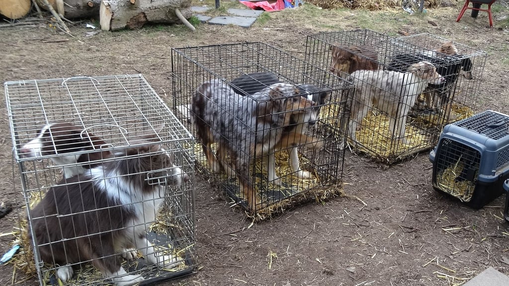 Kept in a Garden: A Blow to Dog Breeding Under Cruel Conditions: 17 ...