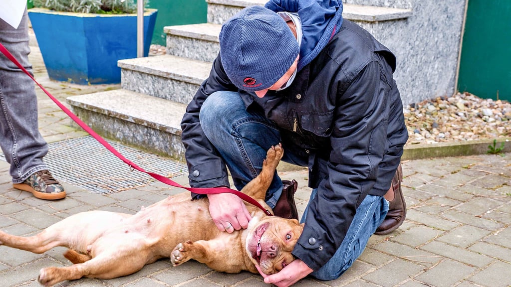 Mit ihrem Mann hat Bettina Sembach eine Geldspende ins  Tierheim Wittenberg gebracht. Dort hat Hündin Lydia Streicheleinheiten bekommen. 