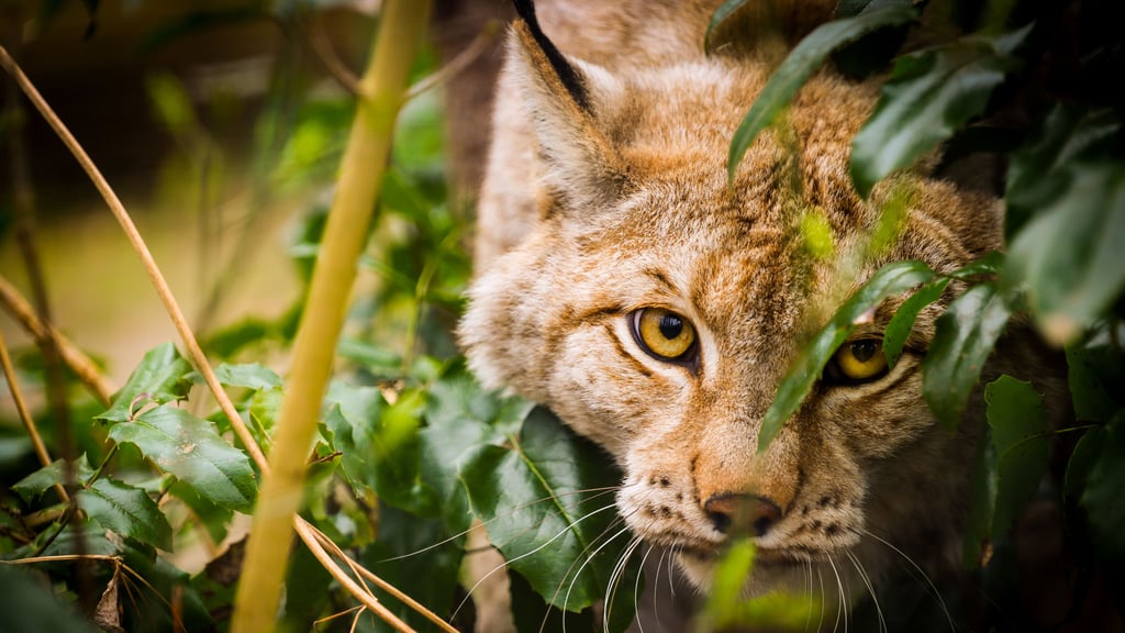 Der Luchs ist das Wappentier des Halberstädter Tiergartens.