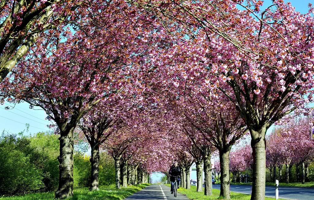 Jedes Jahr wird der Holzweg mit seinen Kirschblüten zu einem beliebten Ort. In diesem Jahr wird das zweite Kirschblütenfest veranstaltet.