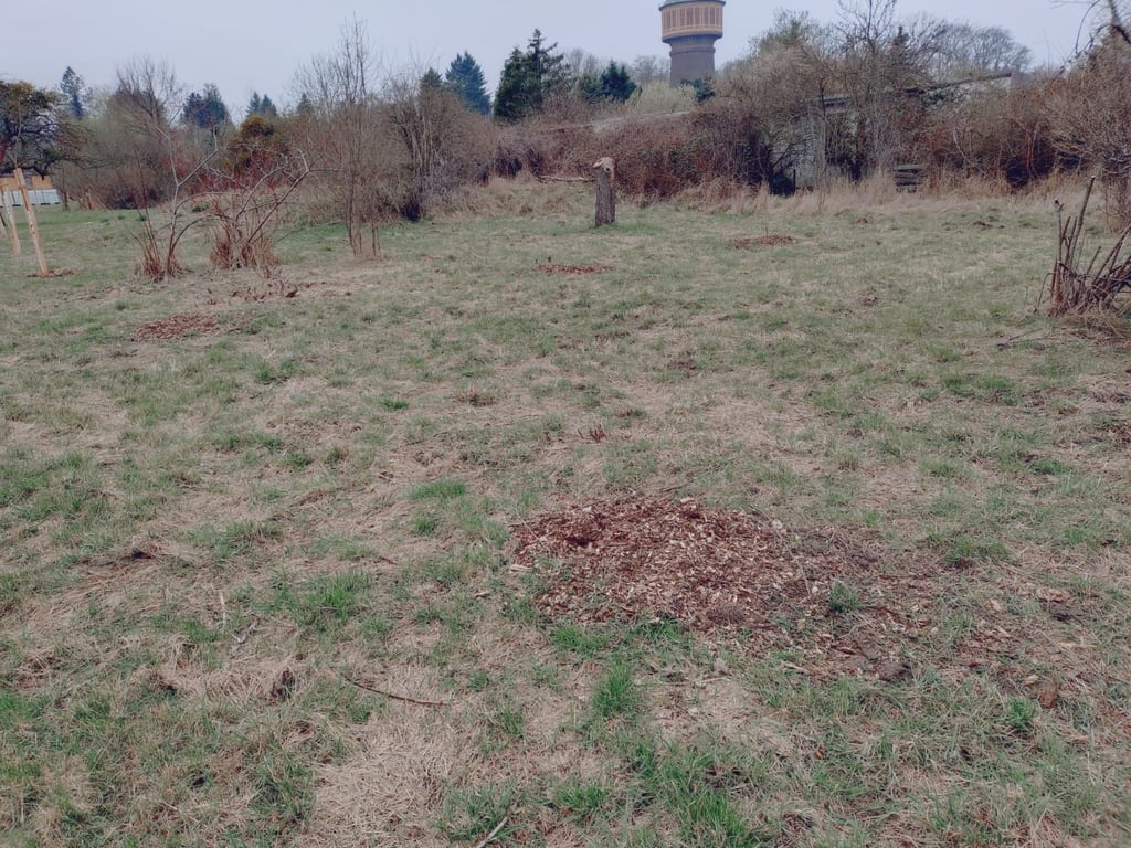 Auf der Streuobstwiese nahe des Wasserturms in Magdeburg-Salbke wurden Obstbäume und Sträucher ausgebuddelt und gestohlen.