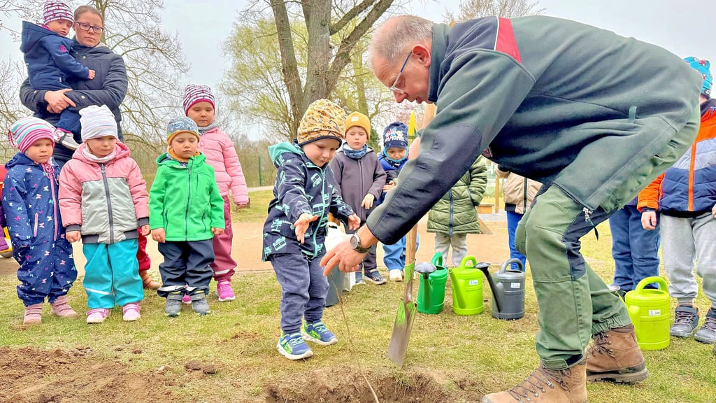 Maurice aus der Wuschelgruppe hilft Revierförster Guido Arndt, den Baum des Jahres auf dem Außengelände zu pflanzen.
