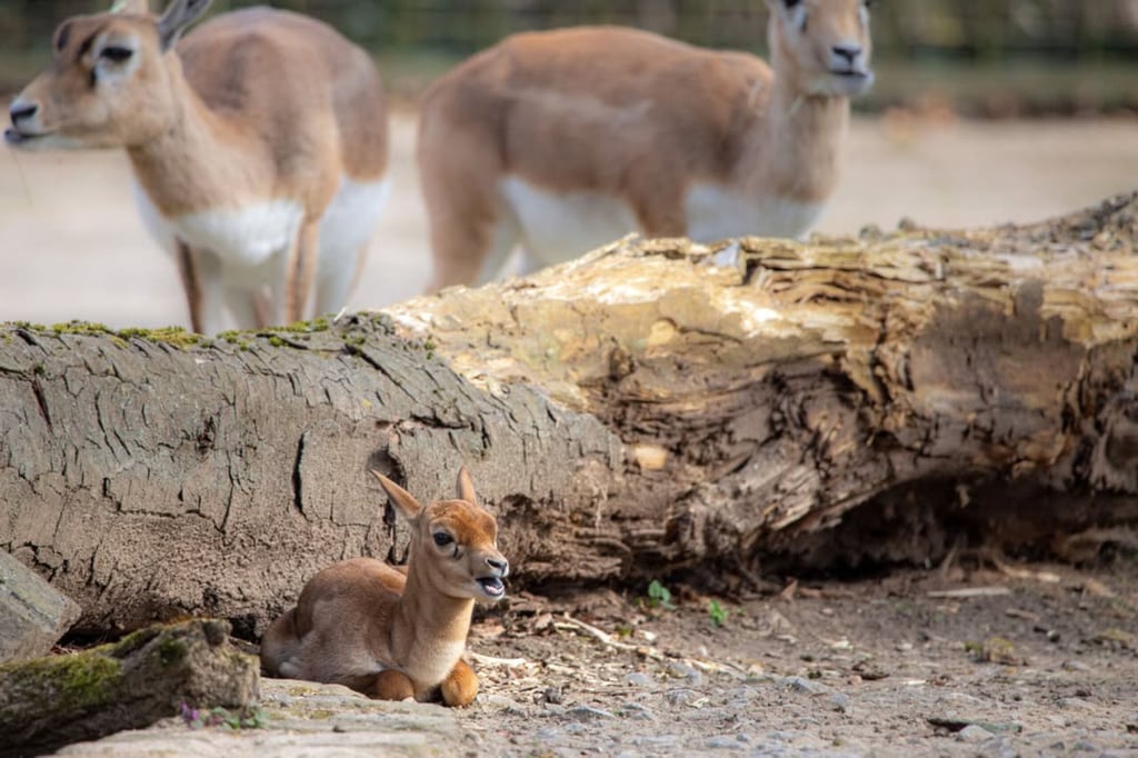 Nachwuchs bei den Hirschziegenatilopen im Magdeburger Zoo. Das Jungtier kann bereits auf dem Außengehege beobachtet werden.