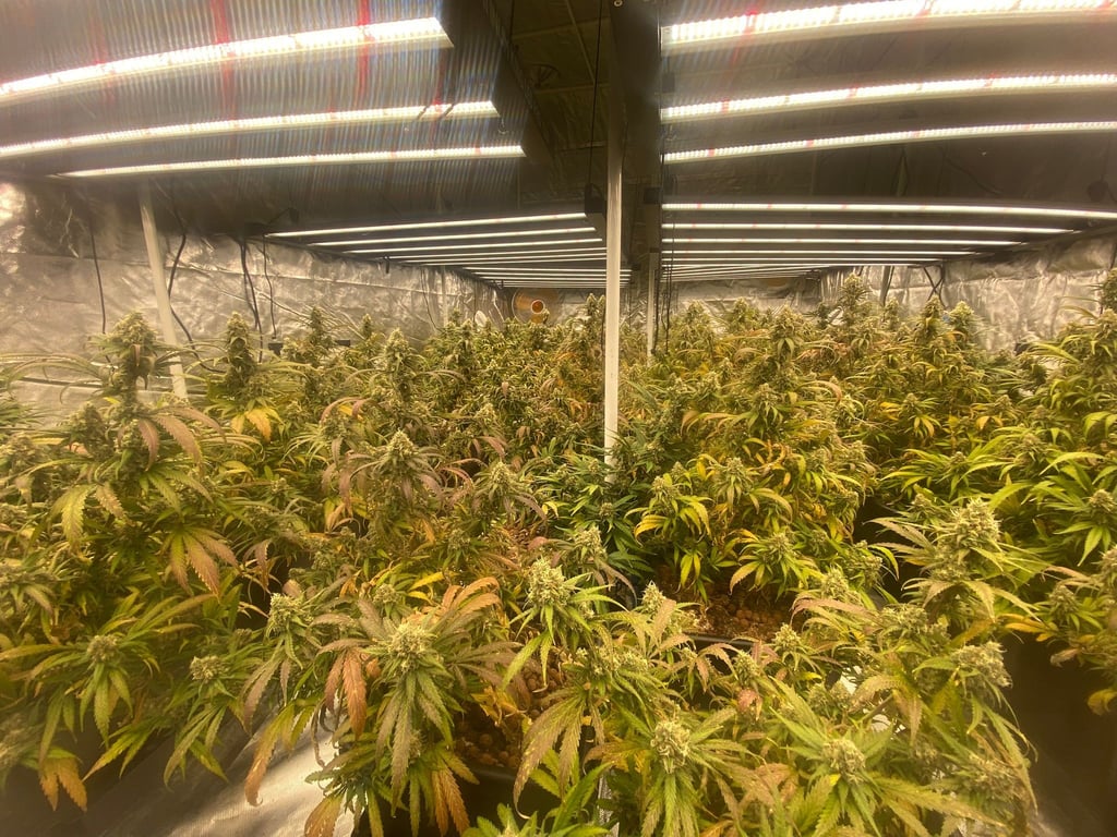 Die erste Anbauvereinigung von Cannabis, die in Berlin eine Genehmigung bekommen hat.