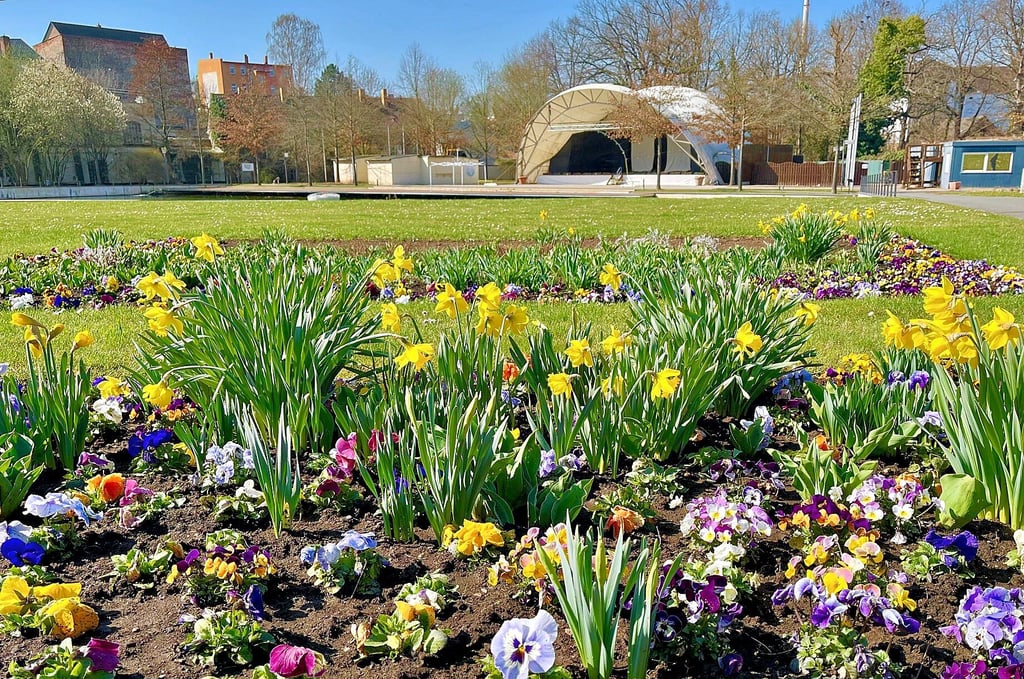 In den Beeten an der großen Wiese am Johannisteich blüht es zur rechten Zeit. Am Dienstag, 1. April , beginnt die Schlosspark-Saison.
