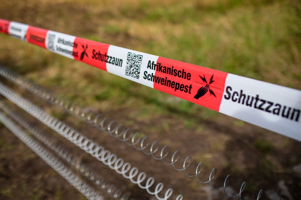 Die Schutzvorkehrungen gegen die Afrikanische Schweinepest sind in Brandenburg zurückgefahren. (Symbolbild)