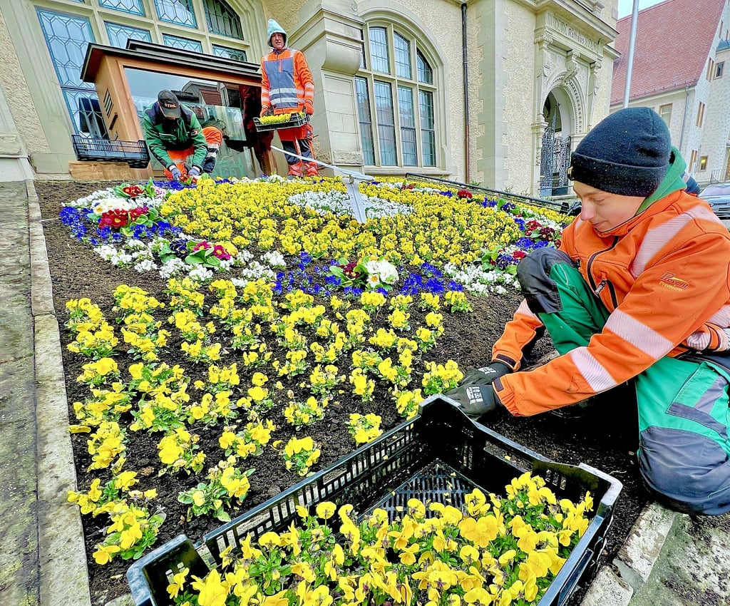 Mitarbeiter des Betriebshofs haben die Blumenuhr vor dem Rathaus in Bernburg bepflanzt.