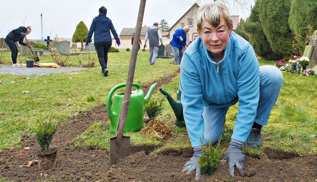 Um dem Friedhof von Friedrichsaue seine Hecke zurückzugeben, pflanz Renate Fricke jungen Eiben.