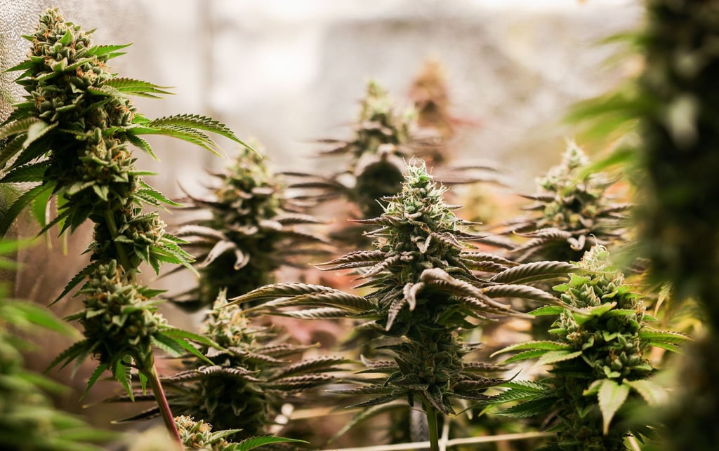 Laut LKA haben viele nicht den „grünen Daumen“, um Cannabis selbst anzubauen. (Symbolbild)