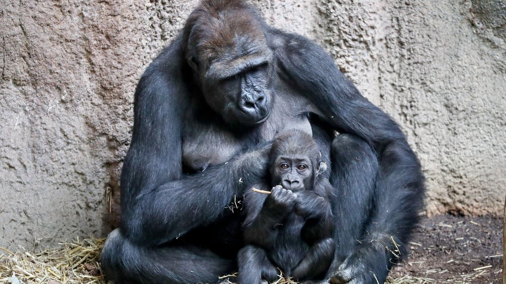 Innerhalb weniger Tage verliert der Leipziger Zoo zwei seiner Gorillas. Kibara starb unter Narkose – die Ursache bleibt vorerst unklar.