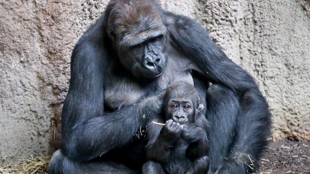 Innerhalb weniger Tage verliert der Leipziger Zoo zwei seiner Gorillas. Kibara starb unter Narkose – die Ursache bleibt vorerst unklar.