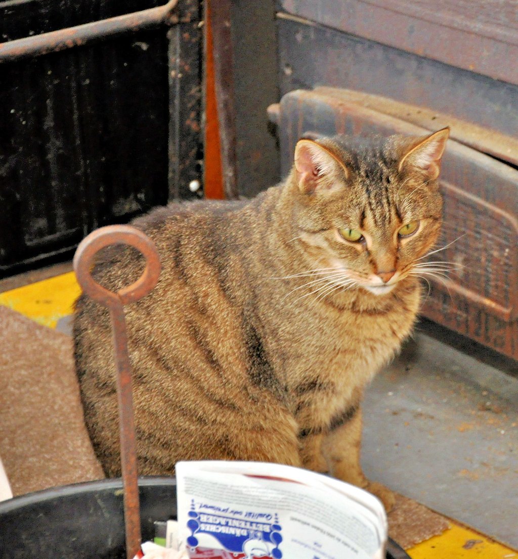 Katzen wie „Grauchen“ durften bereits die Wärme der Menschen vom Tierschutzverein Staßfurt und Umgebung erfahren. Die Einrichtung der Tierfreunde hat aktuell Aufnahmestopp. Helfen gegen Überpopulation würden nach Auffassung des Vereins eine generelle Kastrationspflicht für freilaufende Katzen.