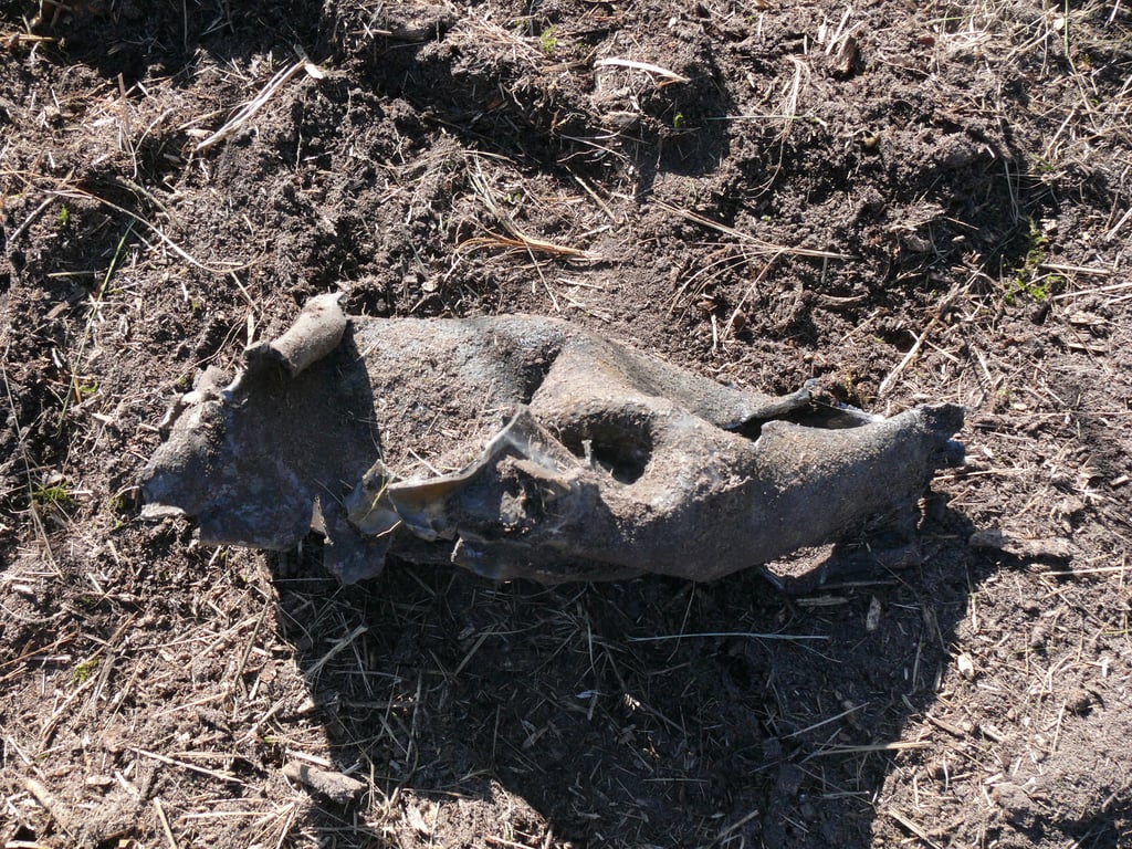 Diese Phosphor-Granate explodierte beim Pflügen auf einem Feld bei Altmersleben.