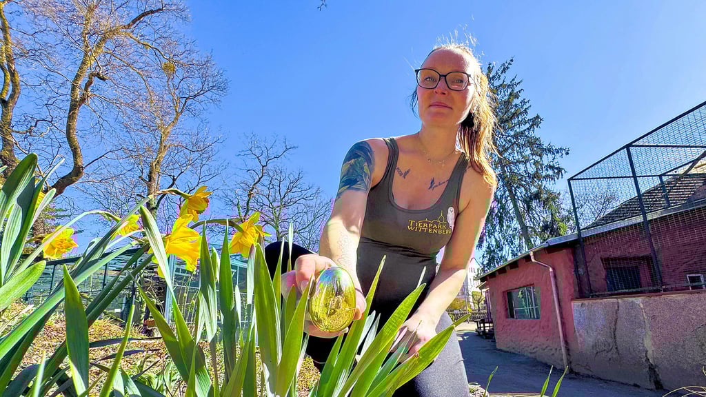 Tierpflegerin Lisa Krautschick platziert eines der 100 goldenen Eier – ein mögliches Versteck für findige Spürnasen bei der großen Ostereiersuche. 
