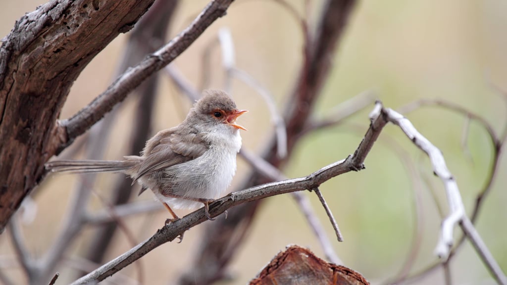 Ein weiblicher Prachtstaffelschwanz – das Gesangsverhalten dieser Vogelart wurde erforscht.