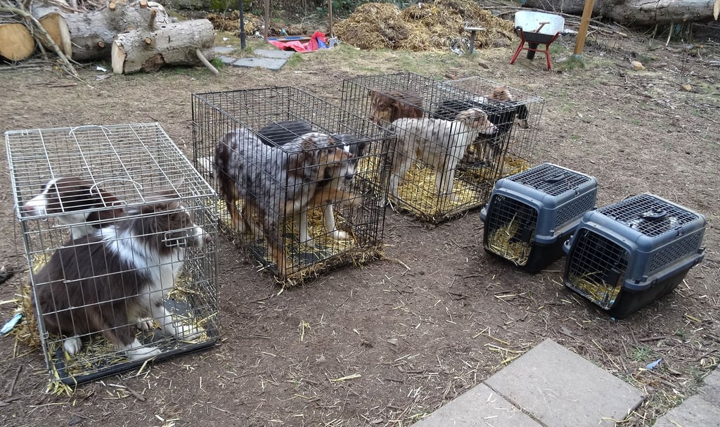 In Käfigen eingepfercht fanden die Tierschützer 17 junge Hunde in einer Wernigeröder Gartenanlage. Die beschlagnahmten Vierbeiner werden seither in mehreren Tierheimen versorgt.