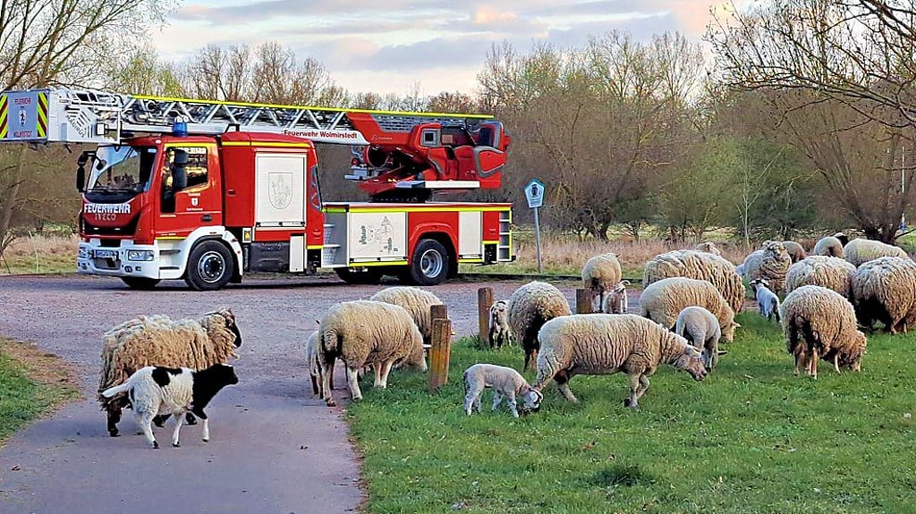 Die Schafe und ihre Lämmer hatten sich von der Küchenhornwiese auf den Weg zur Elbeuer Brücke gemacht. Die Feuerwehr riet ihnen zur Umkehr.