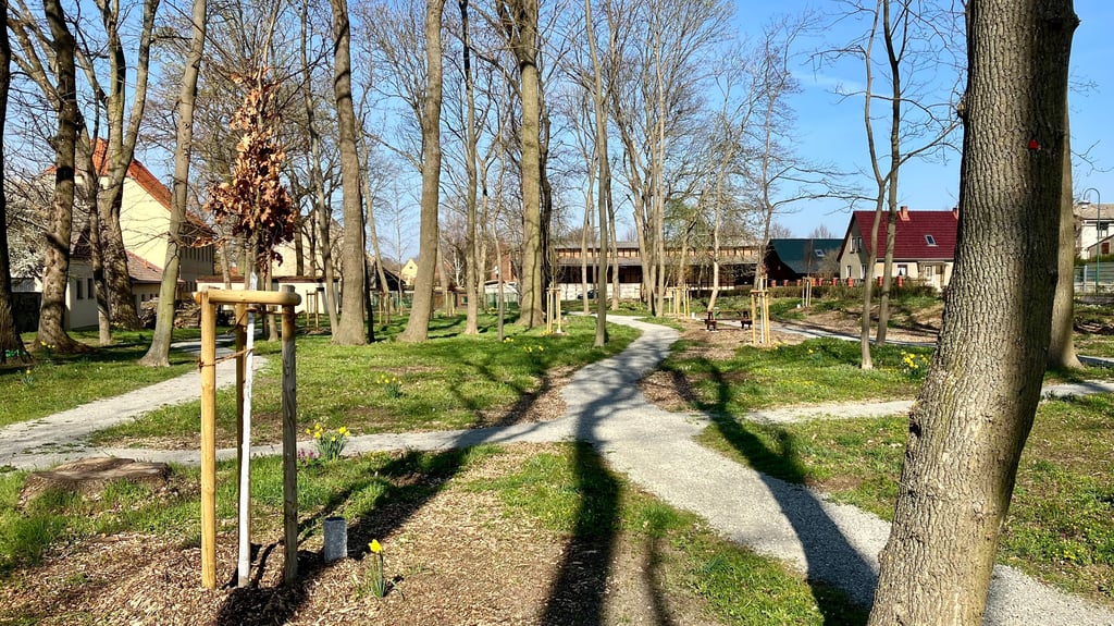 Die Wege sind instand gesetzt, neue Bäume stehen zwischen älteren, auch die Osterglocken blühen: Der Park in Heteborn ist wieder ein Erholungsgebiet.