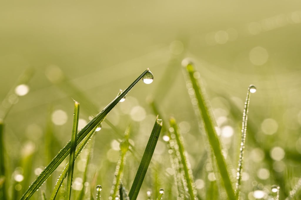 Gesundes Grün: Im Frühjahr legt man den Grundstein für einen dichten und widerstandsfähigen Rasen.