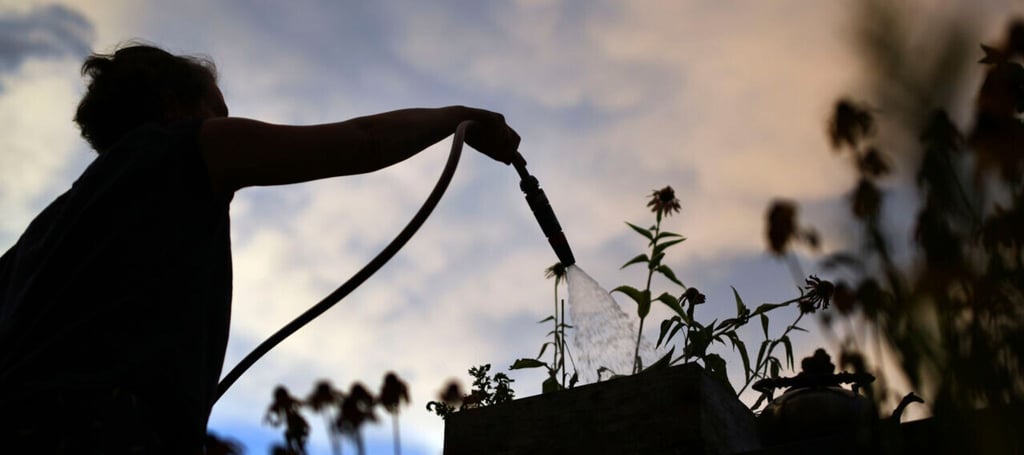 Pflanzen werden am besten frühmorgens oder nach Sonnenuntergang gegossen.