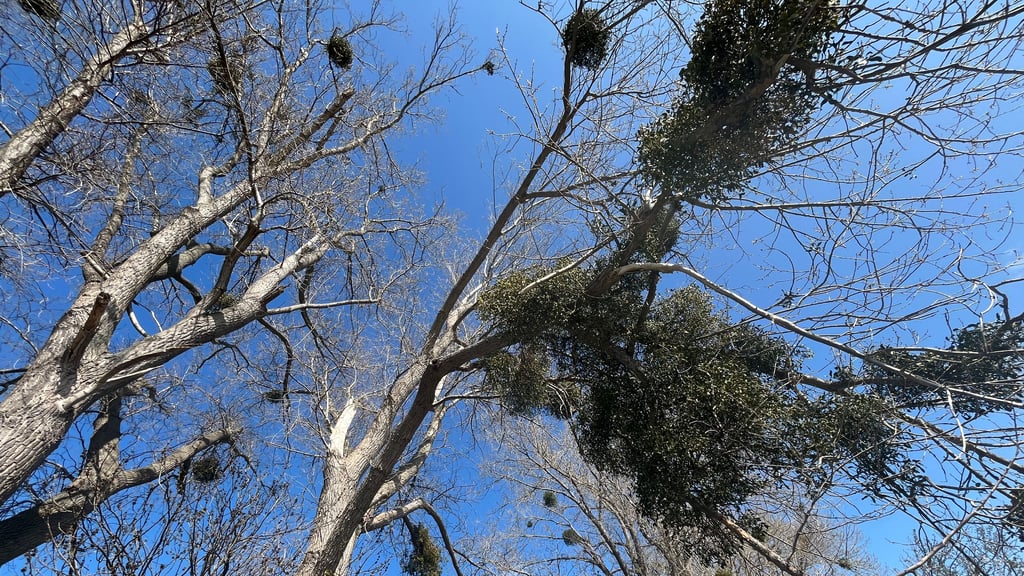 Einige Bäume haben den Kampf schon verloren: Die Allee am Goldbach zwischen Blankenburg und Langenstein ist ein Hotspot für Misteln.