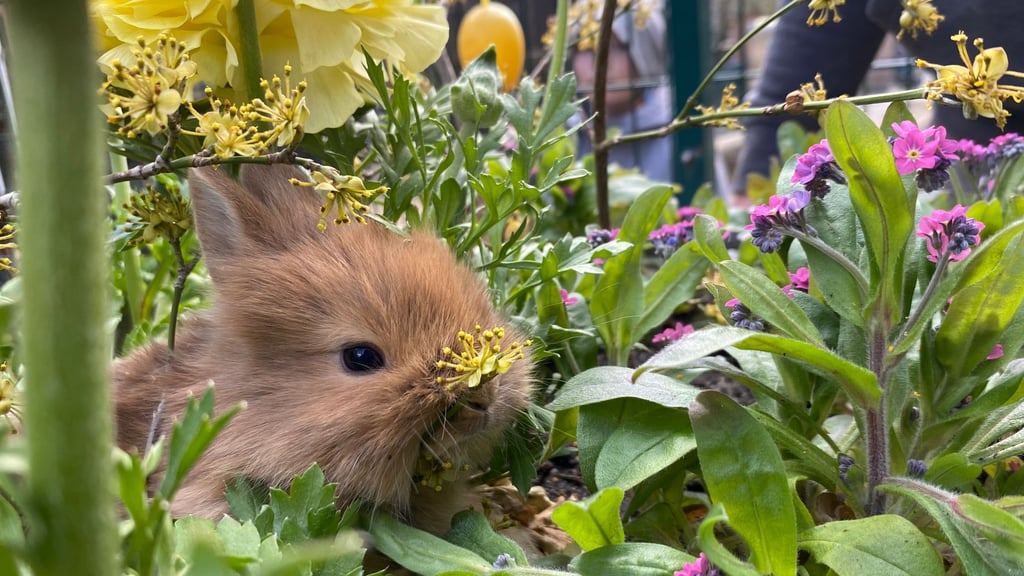 Eiersuche, wo die Osterhasen zuhause sind: Am Ostersonntag, 20. April, startet im Wernigeröder Wildpark eine Aktion für Kinder.