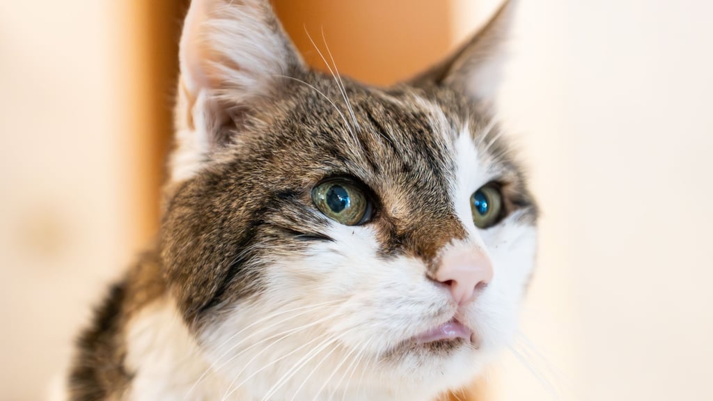 Der Kater Moritz hat einen GEZ-Bescheid erhalten, Besitzer Günter Hübschen zeigt sich amüsiert und schreibt der GEZ zurück.