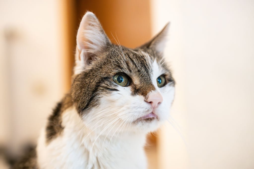 Der Kater Moritz hat einen GEZ-Bescheid erhalten, Besitzer Günter Hübschen zeigt sich amüsiert und schreibt der GEZ zurück.