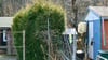 Die Thuja-Pflanze soll aus Brandenburgs Kleingärten verschwinden.
