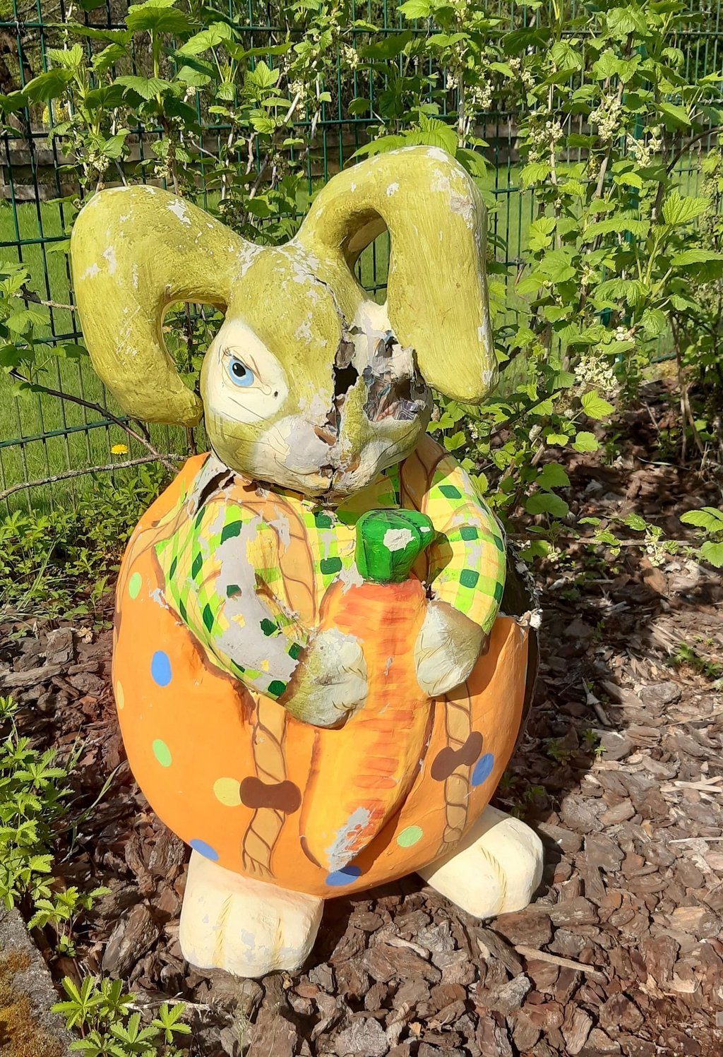 Eine Waschbärin hat sich einen Osterhasen als sicheren Ort für ihre Jungen ausgesucht.